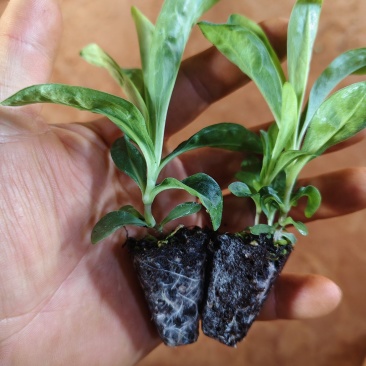 绿毛球花苗组培种苗石竹鲜切花盆栽绿色乒乓球花苗