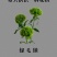 绿毛球花苗组培种苗石竹鲜切花盆栽绿色乒乓球花苗