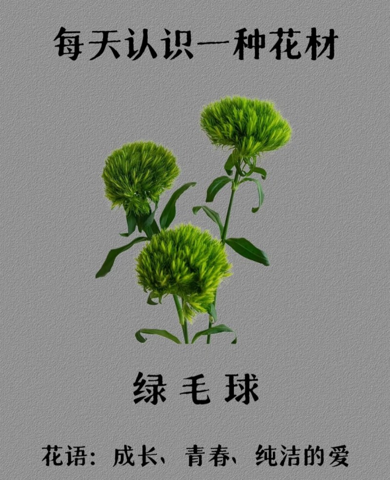 绿毛球花苗组培种苗石竹鲜切花盆栽绿色乒乓球花苗
