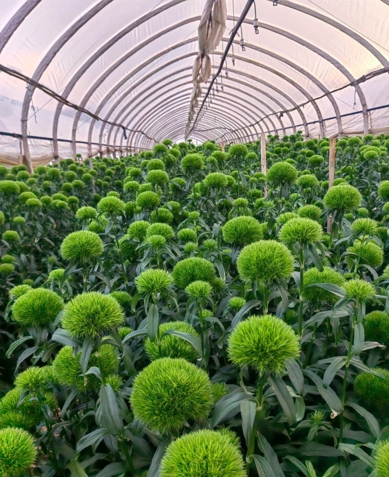 绿毛球花苗组培种苗石竹鲜切花盆栽绿色乒乓球花苗
