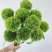 绿毛球花苗组培种苗石竹鲜切花盆栽绿色乒乓球花苗
