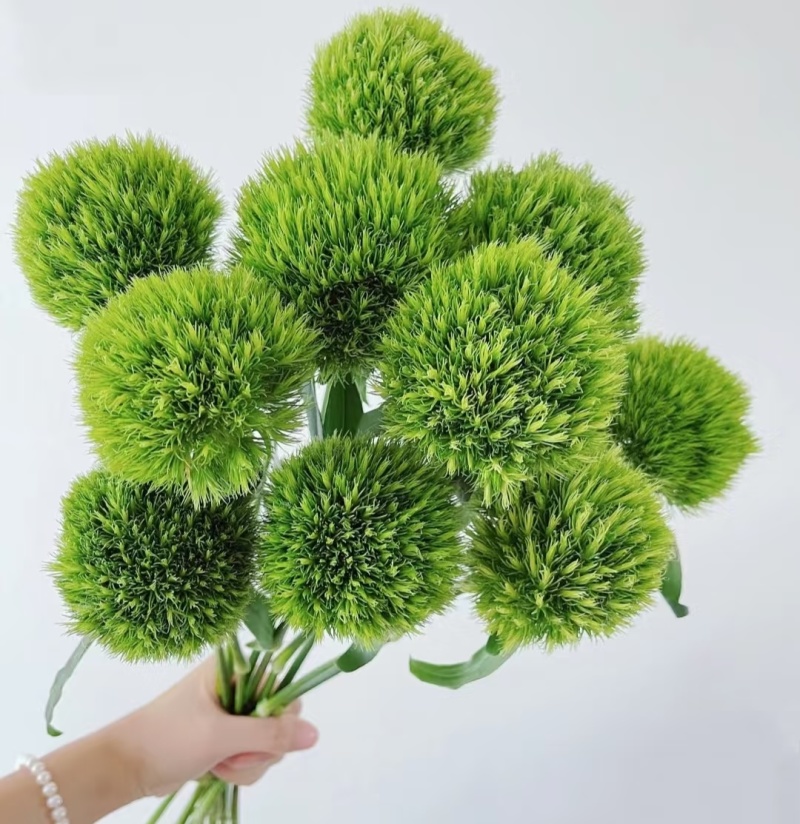 绿毛球花苗组培种苗石竹鲜切花盆栽绿色乒乓球花苗