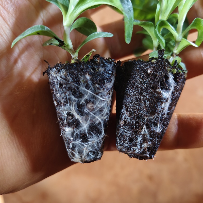 绿毛球花苗组培种苗石竹鲜切花盆栽绿色乒乓球花苗