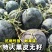 美金无籽菠萝蜜西瓜种子高产耐重茬高档优质大果