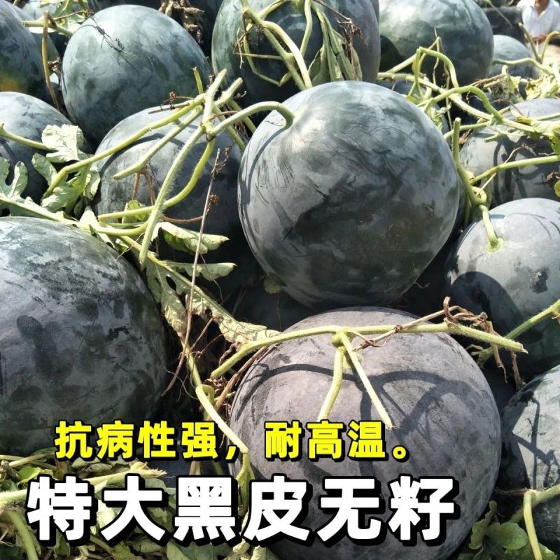 美金无籽菠萝蜜西瓜种子高产耐重茬高档优质大果