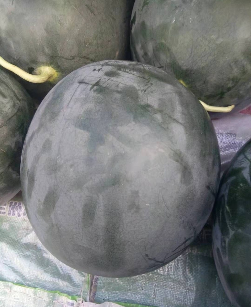 美金无籽菠萝蜜西瓜种子高产耐重茬高档优质大果