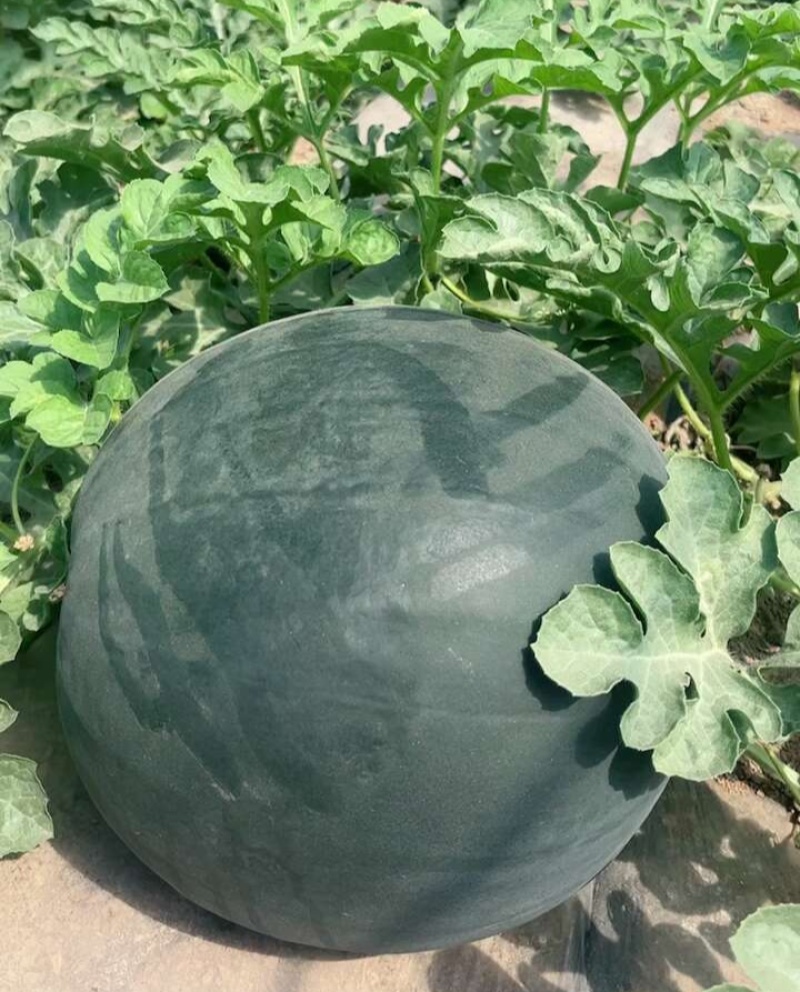 美金无籽菠萝蜜西瓜种子高产耐重茬高档优质大果