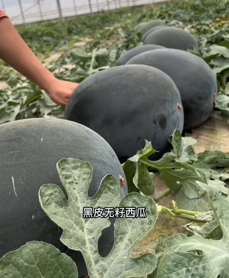 美金无籽菠萝蜜西瓜种子高产耐重茬高档优质大果