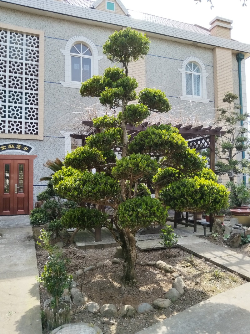 造型黄杨