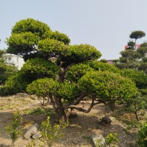 造型黄杨