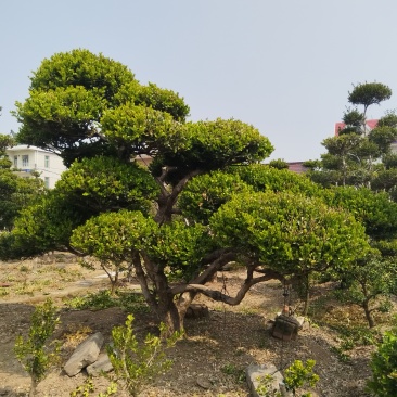 造型黄杨
