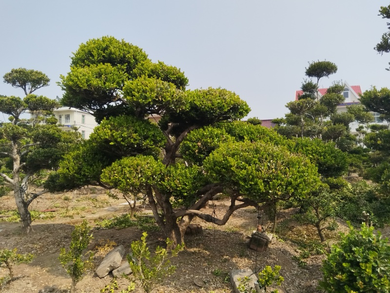 造型黄杨