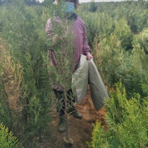 山东侧柏，侧柏苗，扁柏，柏树苗柏树大量现货供应基地直销