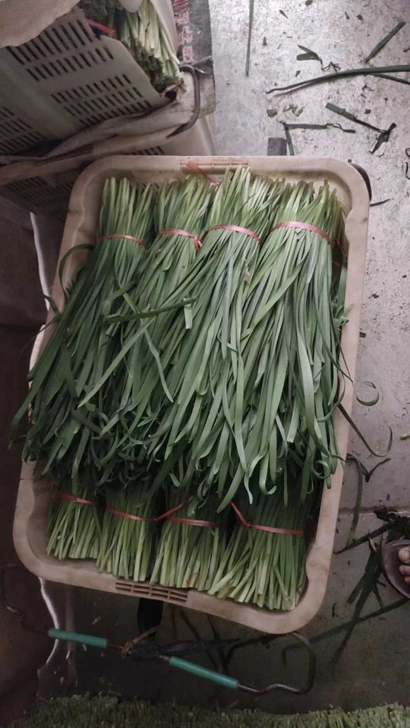 云南精品韭菜对接各大电商平台.各大超市.市场欢迎咨询