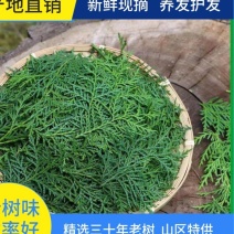 纯野生新鲜现摘侧柏叶扁柏叶柏树枝叶洗头发养发护法泡酒烟熏