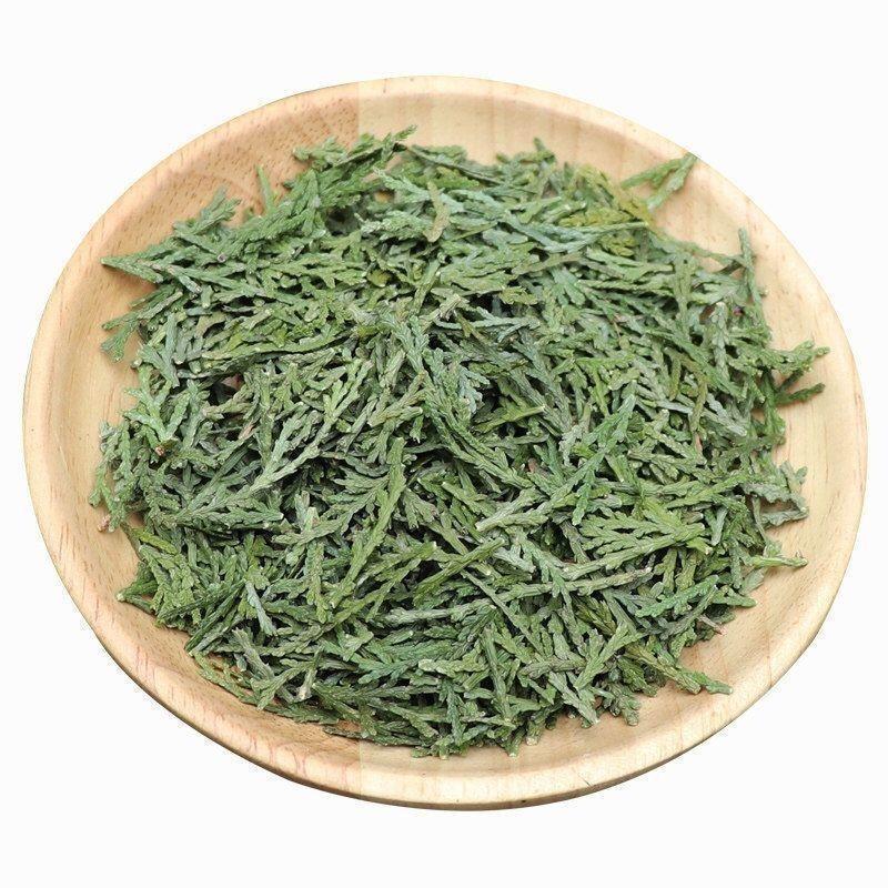 纯野生新鲜现摘侧柏叶扁柏叶柏树枝叶洗头发养发护法泡酒烟熏