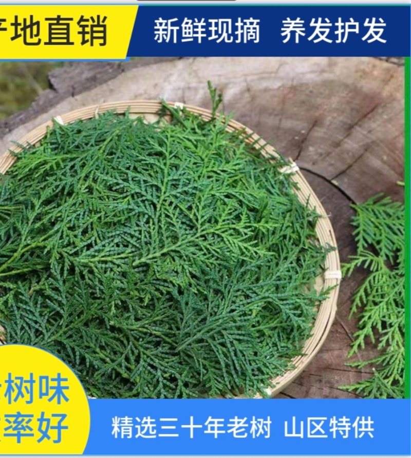 纯野生新鲜现摘侧柏叶扁柏叶柏树枝叶洗头发养发护法泡酒烟熏