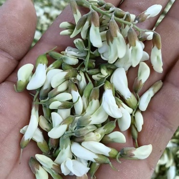 洋槐花，来自无污染的秦岭山麓的野生佳品，山民自采