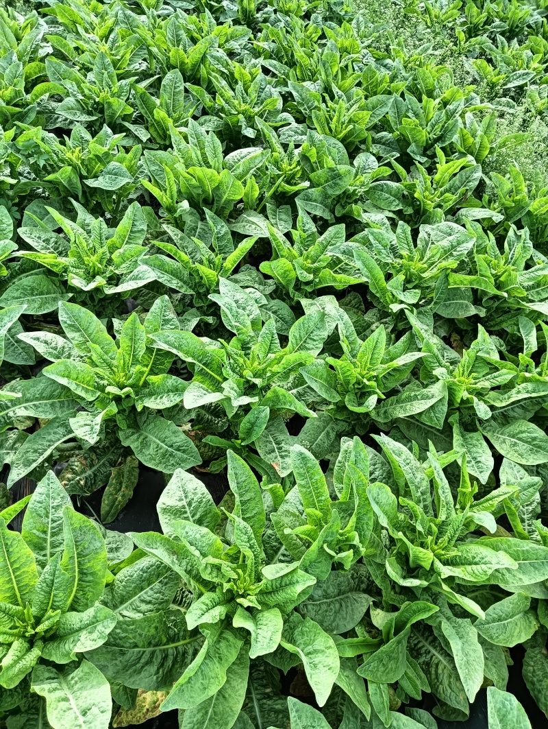 四川省南充基地种植红尖叶莴笋，食堂
