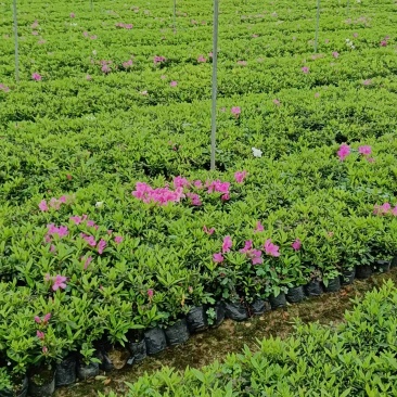 杜鹃花种植基地毛杜鹃大杯
