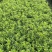 杜鹃花种植基地毛杜鹃大杯