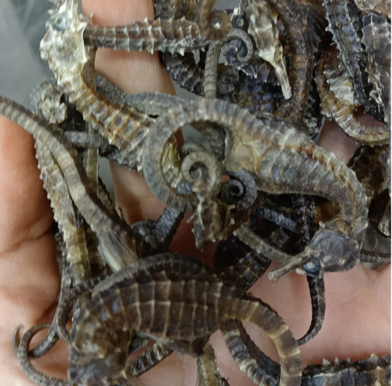 海马人工养殖海马规格多货品质，有需要的老板联系