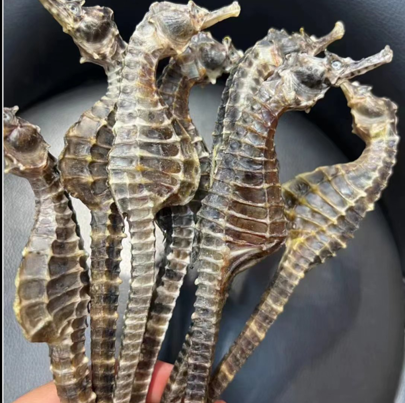 海马人工养殖海马规格多货品质，有需要的老板联系