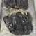 圆刀牛百叶牛毛肚火锅食材需要的老板可以私信