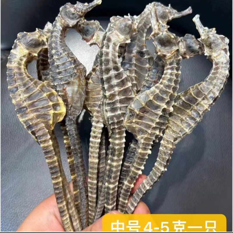 海马人工养殖海马规格多货品质，有需要的老板联系