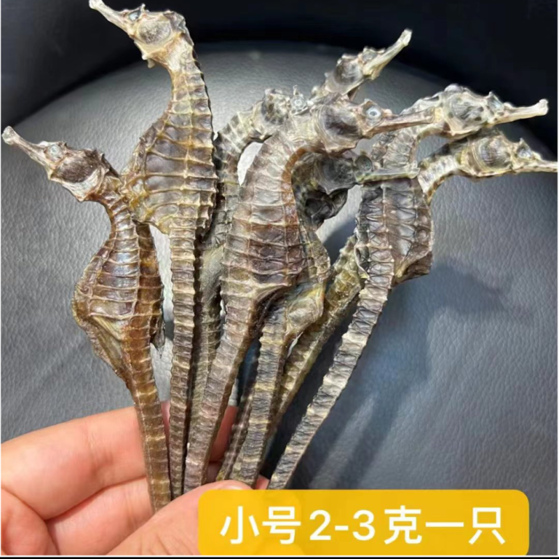 海马人工养殖海马规格多货品质，有需要的老板联系