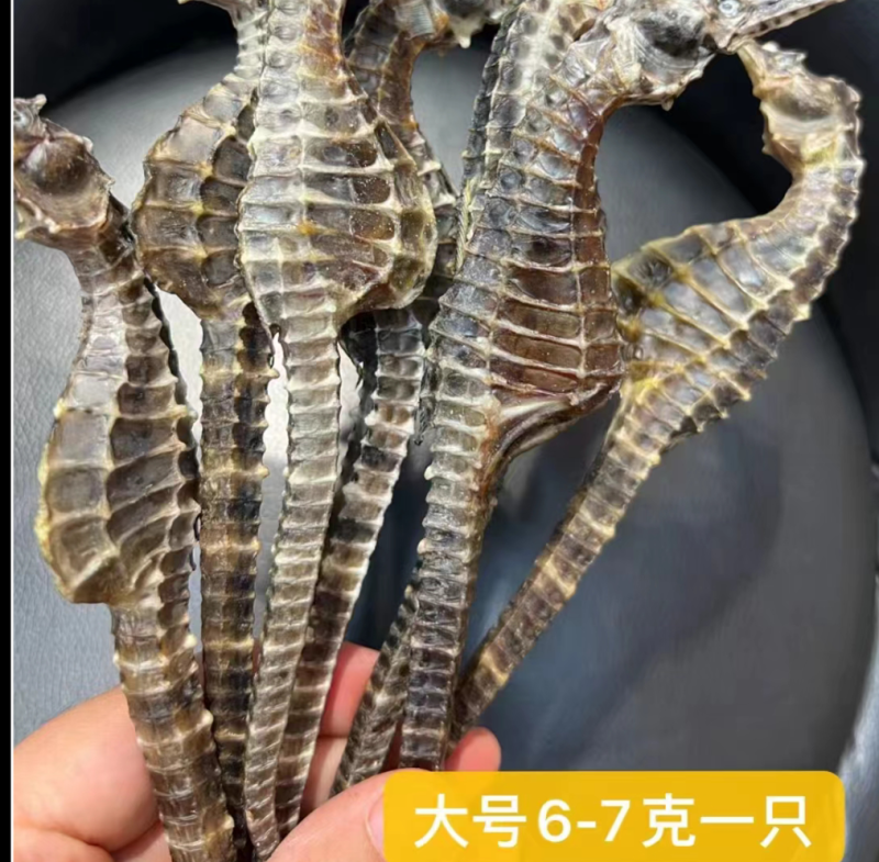 海马人工养殖海马规格多货品质，有需要的老板联系