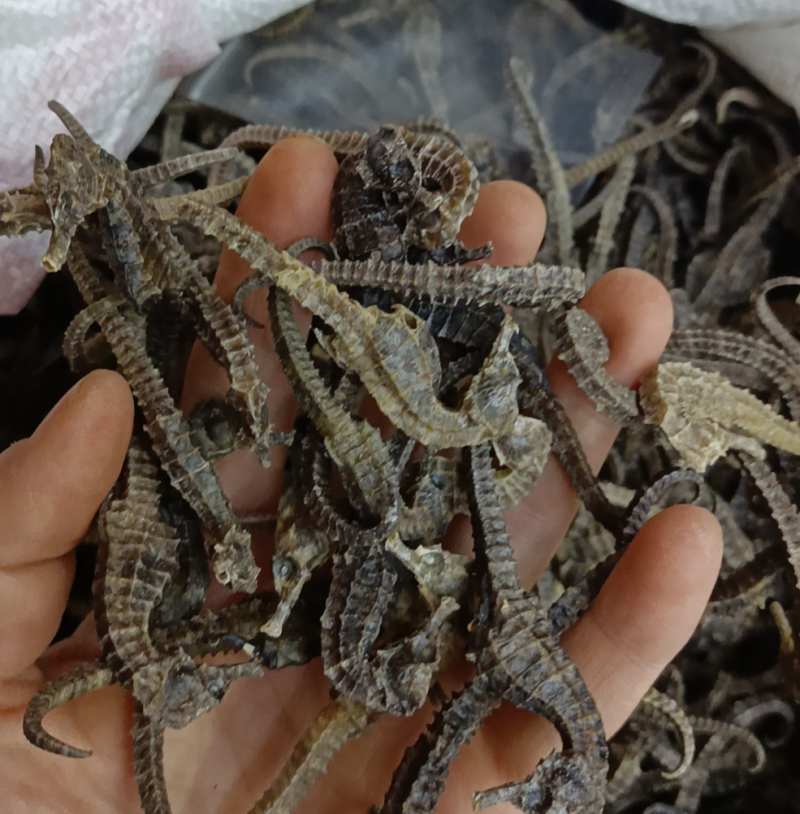 海马人工养殖海马规格多货品质，有需要的老板联系