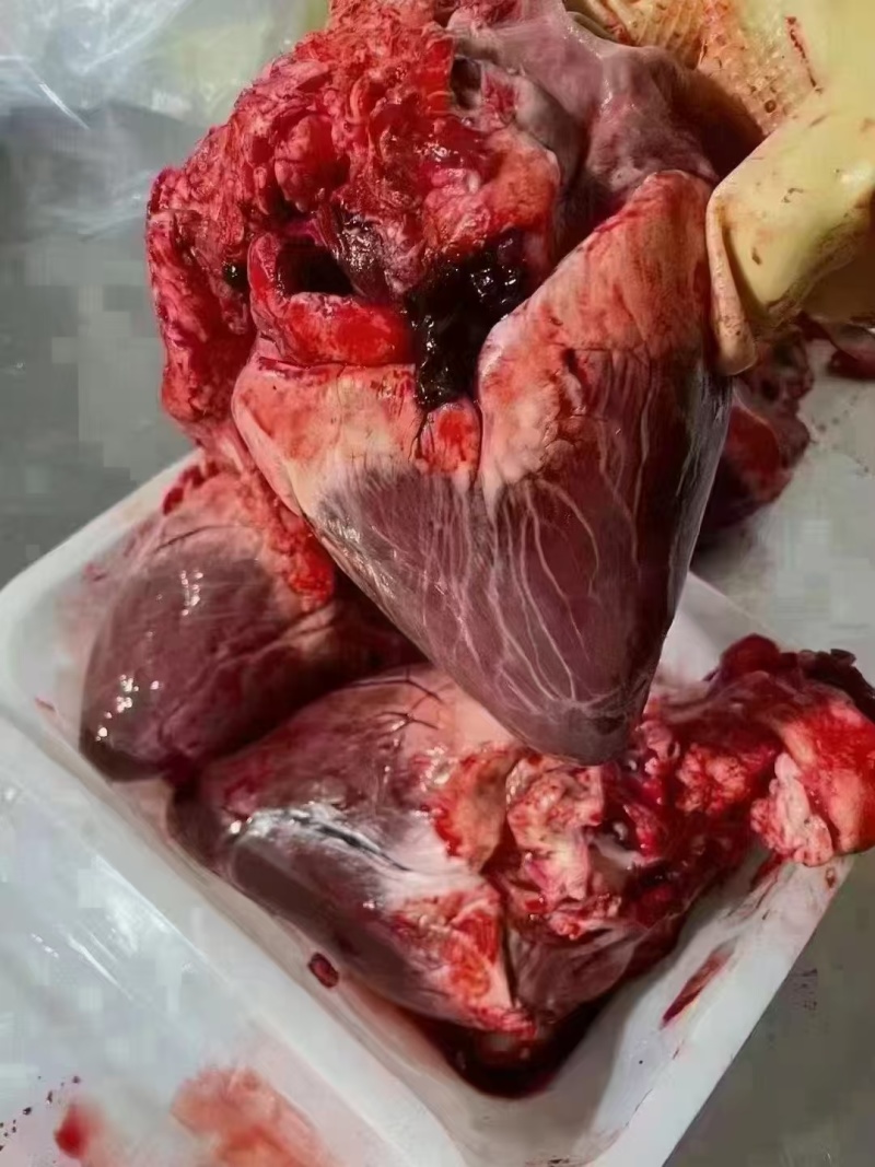 东北梅花鹿心丸鹿场直发鹿心膏心脏血熬制好膏正品一瓶30粒