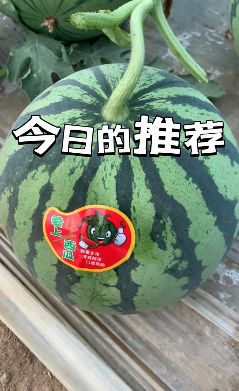 江苏东台美都西瓜大量上市中需要联系，包质量价格低