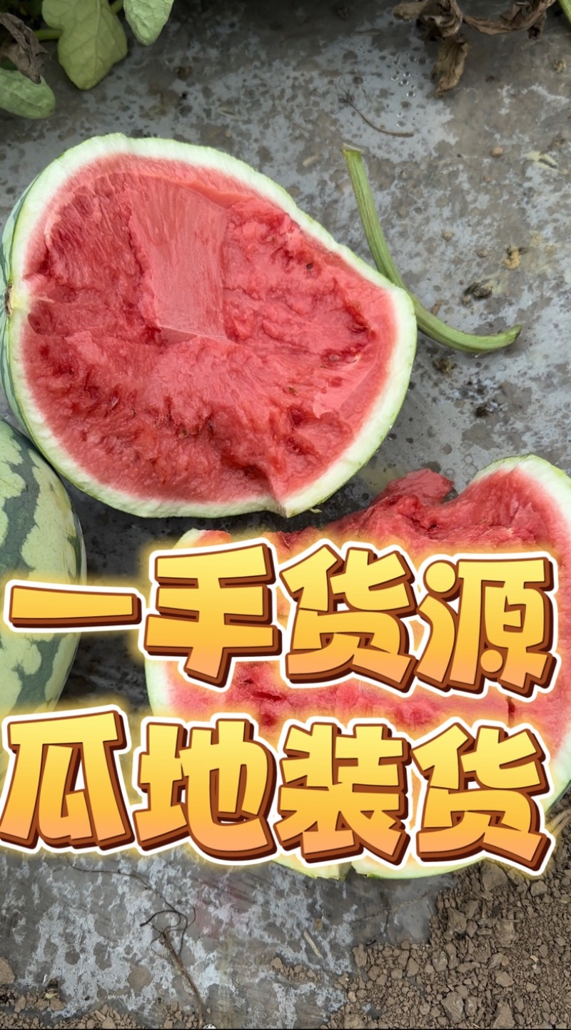 江苏东台美都西瓜大量上市中需要联系，包质量价格低