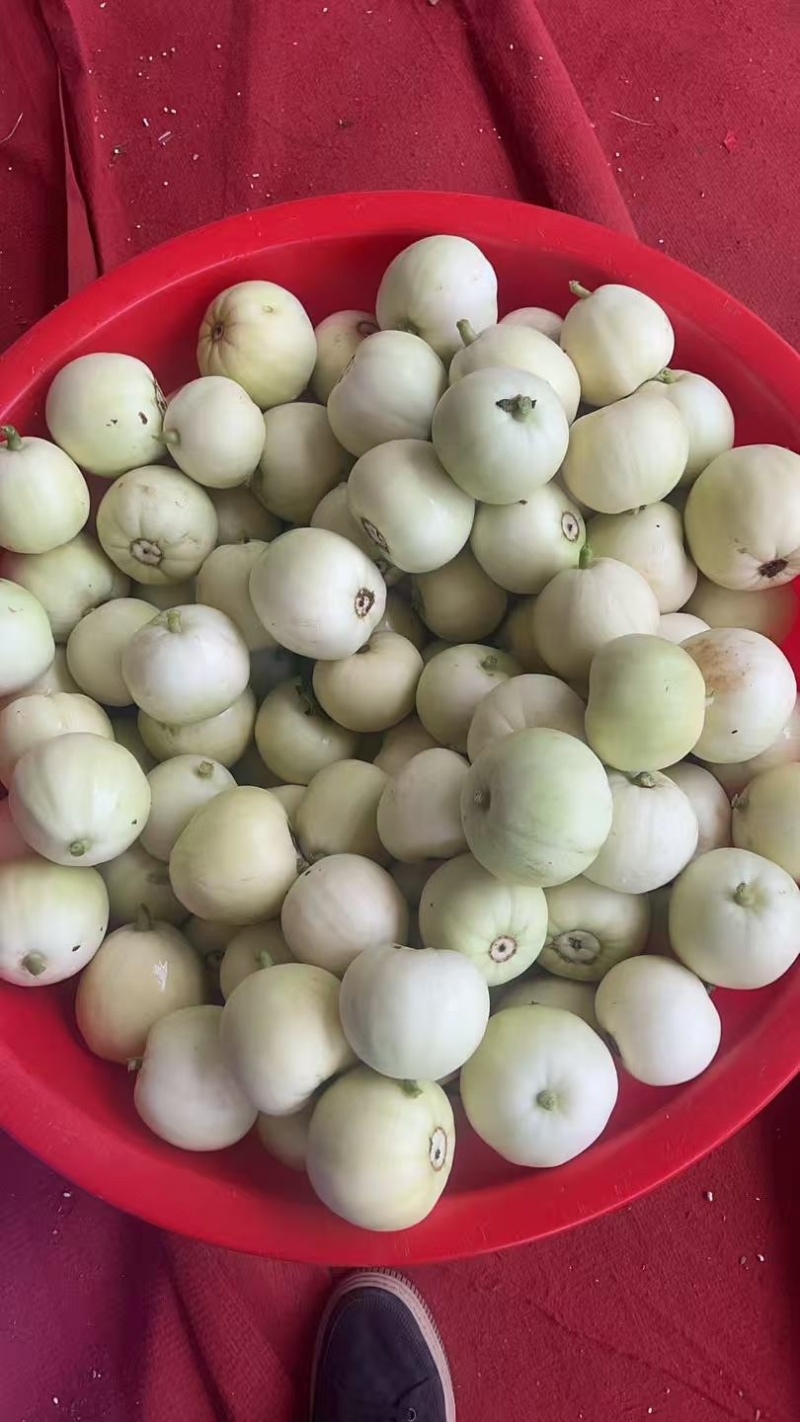 大量香瓜电商货源