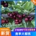 果农大樱桃基地直发诚寻长期合作要大樱桃的客商保质保量