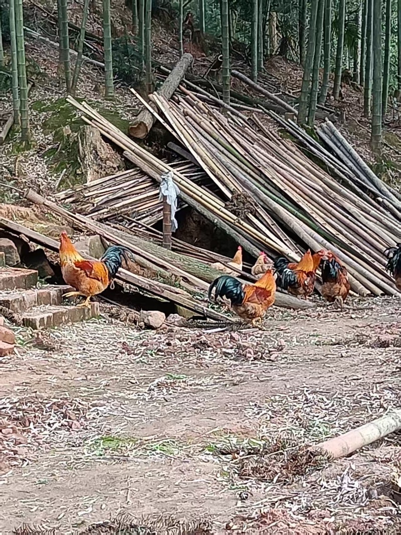 散养土鸡