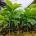 玉兰花苗盆栽地栽专业种植技术产量高