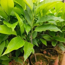 玉兰花苗盆栽地栽专业种植技术产量高