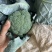 西兰花便宜0.3