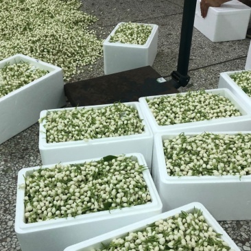 2025茉莉鲜花苞
