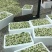 2025茉莉鲜花苞