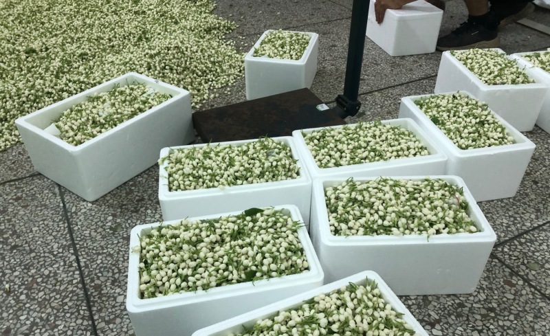 2025茉莉鲜花苞