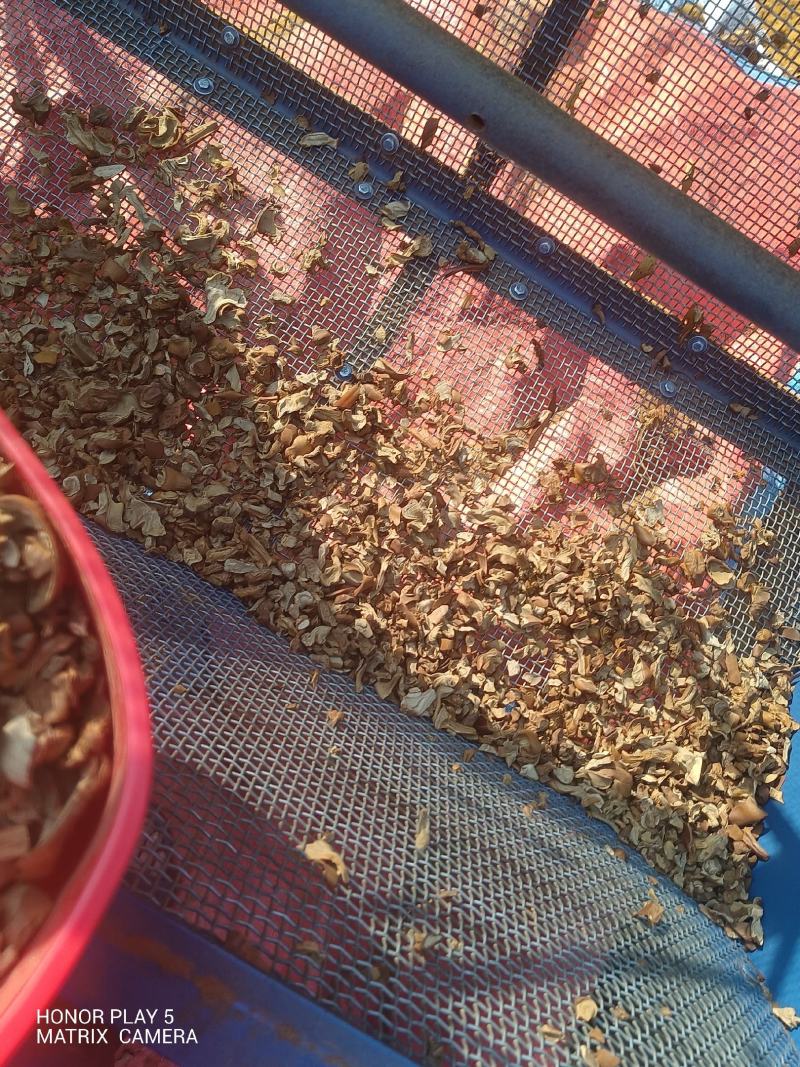 狗脊