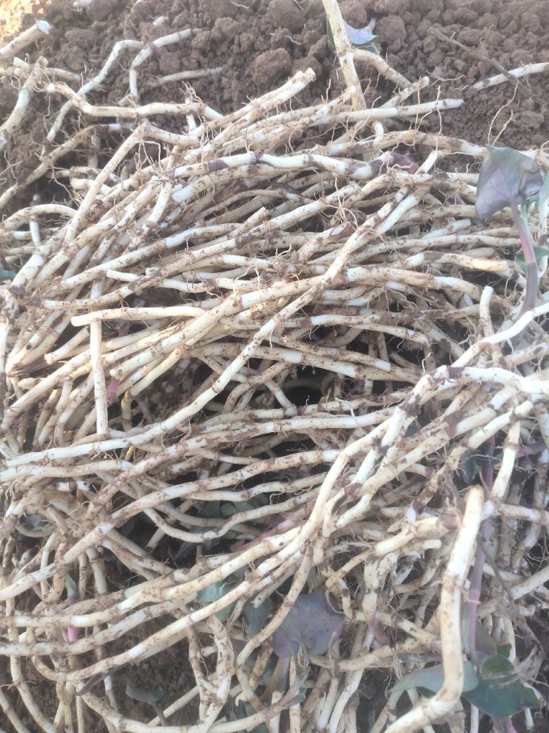 鱼腥草，折耳根（基地直发）味浓无药水浸泡