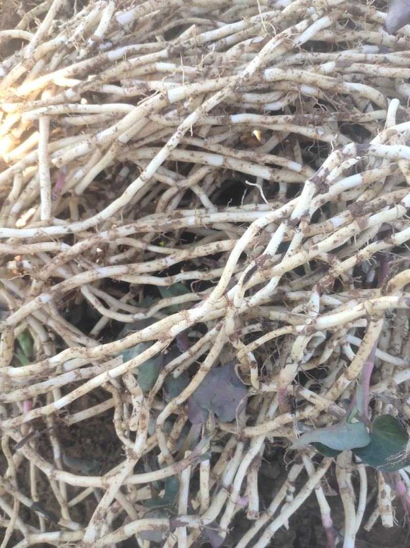 鱼腥草，折耳根（基地直发）味浓无药水浸泡