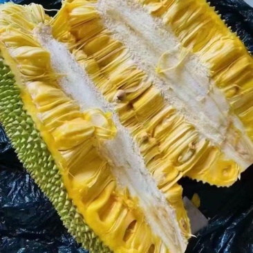 精品海南菠萝蜜产地发货量大从优质量保证欢迎咨询