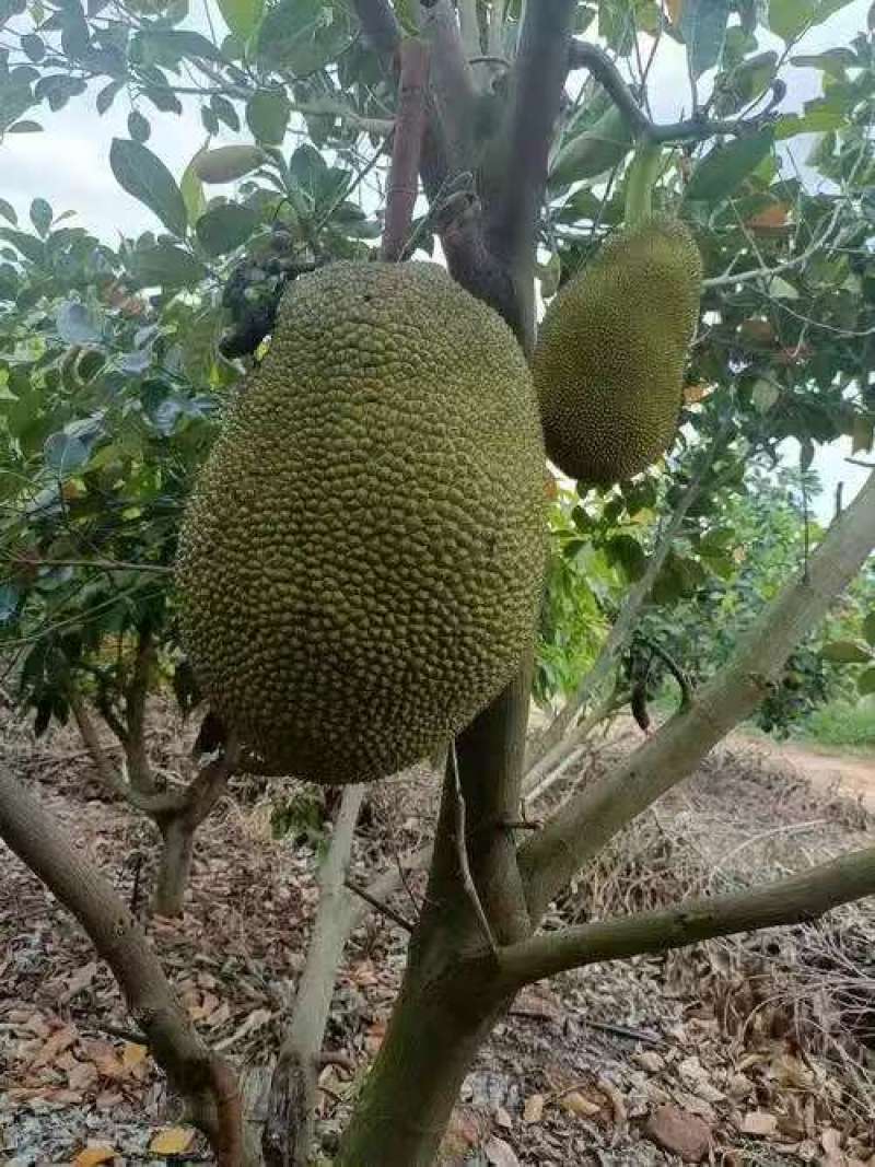 精品海南菠萝蜜产地发货量大从优质量保证欢迎咨询