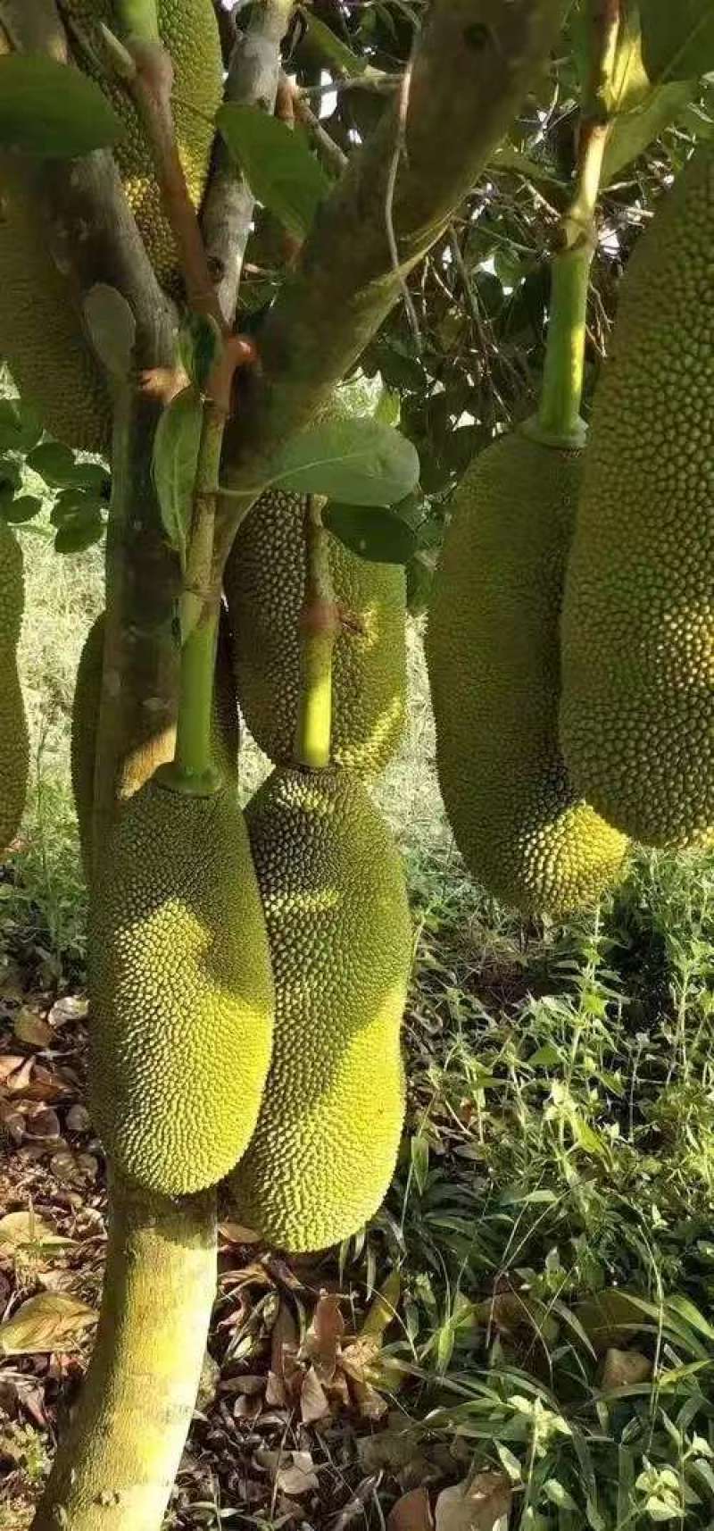 精品海南菠萝蜜产地发货量大从优质量保证欢迎咨询